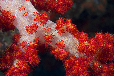 Red tree coral on a Fijian reef.