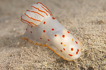 Gymnodoris ceylonica nudibranch, Beqa Lagoon, Fiji.