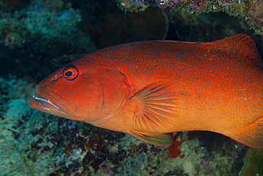 Spotted grouper, Beqa Lagoon, Fiji.
