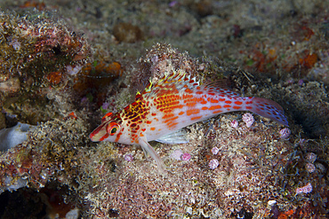 Dwarf hawkfish, Fiji.