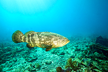 A large Goliath Grouper, Epinephelus itajara, effortlessly floats by and over the City of Washington shipwreck in about 60 feet of water off the coast of Key Largo, Florida.