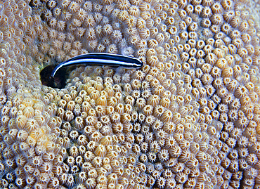 A Neon Goby (Gobiosoma oceanops) takes a look outside its hole in the live boulder star coral (Montastraea annularis), Key Largo, Florida.