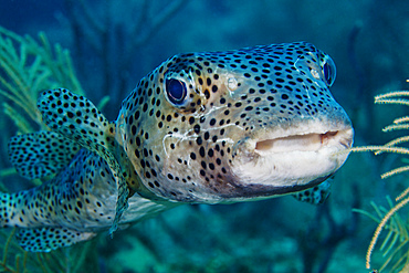 A large spotted pufferfish swims in for a closer look at the photogrpher's camera off the coast of Key Largo, Florida.