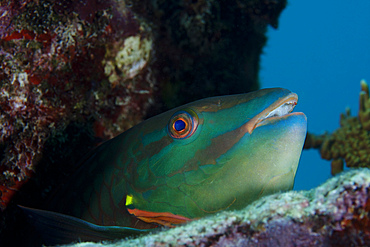 A Rainbow Parrotfish (Scarus guacamaia) pokes it's head out from a hole in the coral reef in the Atlantic Ocean off the coast of Key Largo, Florida.