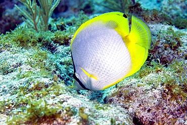 A Spotfin Butterflyfish (Chaetodon ocellatus) feeding off the coral reef in the Atlantic Ocean off the coast of Key Largo, Florida.