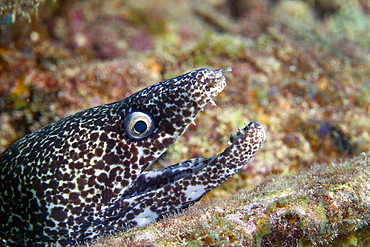 A Spotted Moray Eel (Gymnothorax moringa) displays an open mouth as it protrudes it's head just outside a hole in a coral reef in the Atlantic Ocean off the coast of Key Largo, Florida.