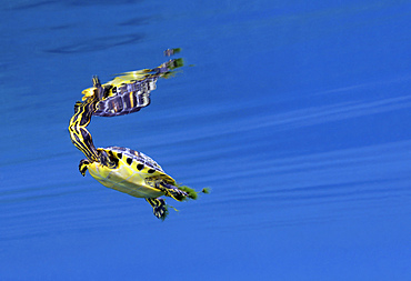 A Map Turtle (Graptemys geographica) surfaces for air in the clear blue waters of Morrison Springs, a state park in Northwest Florida. The calm glassy water reflects the bright colors of the turtle with it's head above the surface but it's body inches below the surface.