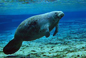 A West Indian Manatee surfacing in the shallow clear freshwaters of Fanning Springs, a state park in northeast Florida.