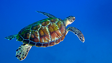 A Black Sea Turtle (Chelonia mydas agassizi) swims in the clear South Pacific ocean off the coast of Tavarua Island, Fiji in March 2012.