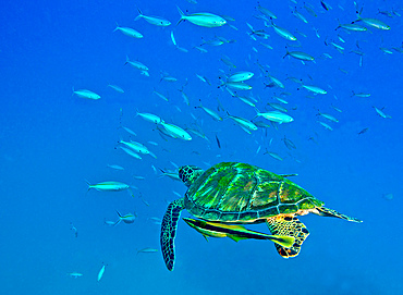 A Black Sea Turtle (Chelonia mydas agassizi) with a remora trying to attach, swims through a school of fish in the clear South Pacific ocean near Tavarua Island off the coast of Liti Levu, Fiji.