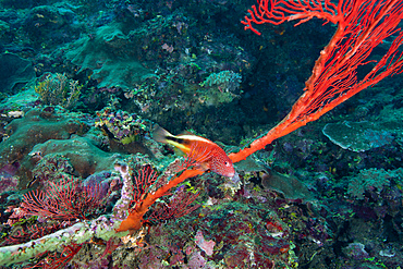 A Blackside Hawkfish (Paracirrhites forsteri) swims over the red tentacles of a sea fan in the warm clear waters off the coast of Likuri Island, Fiji.