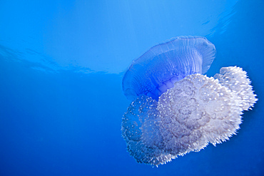 A Crown Jellyfish (Netrostoma setouchina) gently floating through South Pacific ocean waters off the coast of Tavarua Island, Fiji.