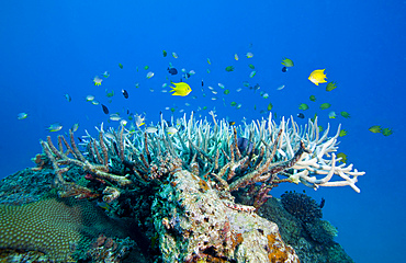 Golden Damselfish (Amblyglyphidodon aureus) and other schooling fish swim around the coral head topped with Elkhorn Coral in the South Pacific ocean near Tavarua Island offshore from Liti Levu, Fiji.