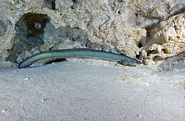 An adult American Eel (Anguilla rostrata) prowls along the edge of the Morrison Springs cavern at 85 feet deep watching over the adolescent eels in the clear freshwaters of the state park near Red Bay, Florida.