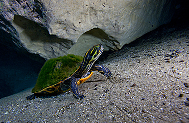 A Peninsula Cooter turtle (Pseudemys peninsularis) looking up and positioned on the sandy bottom of the Morrison Springs cavern at 80 feet deep in the fresh clearwaters of the State Park near Red Bay, Florida.