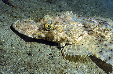 A Crocodilefish lies motionless on the sandy bottom at night in Papua New Guinea employing camouflauge while laying in wait for an unsuspecting fish.