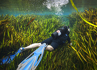 A scuba diver swims through an underwater field of tape grass leading away from the Blue Springs cave in Merritts Mill Pond in Marianna, Florida.
