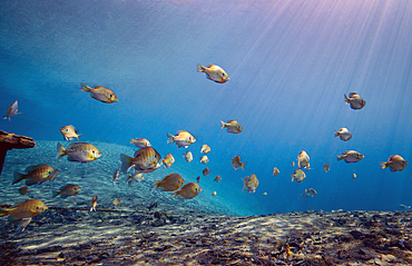 A school of Bluegill and Sunfish appear to swim toward the light from above over the Morrison Springs cavern dropoff at the state park in northwest Florida.