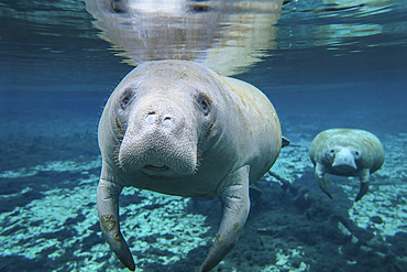 A pair of manatees swimming in formation with the lead manatee in the crystal clear freshwater of the Fanning Springs inlet to the Suwannee River, Florida.