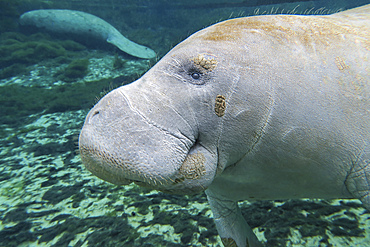 A close-up head profile of a manatee swimming in Fanning Springs State Park, Florida.