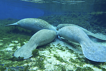 Four manatees congregate to feed on algae at Fanning Springs State Park, Florida.