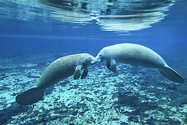 A pair of manatees appear to be greeting each other as they meet in the clear freshwater of the Fanning Spring inlet to the Suwannee River in Fanning Springs, Florida.
