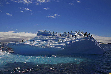 Chinstrap penguins on an iceberg near Aitcho Islands, Antarctic Peninsula.