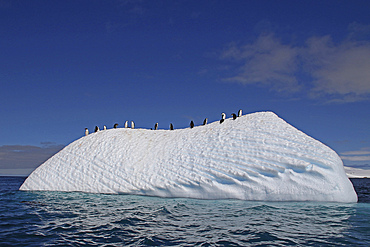 Chinstrap penguins on an iceberg near Aitcho Islands, Antarctic Peninsula.