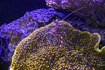 Krill in the Red Sea.