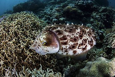 A broadclub cuttlefish (Sepia latimanus) lays eggs in a coral colony in Komodo National Park, Indonesia.