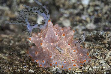 A beautiful nudibranch (Halgerda batangas) crawls on the sandy seafloor of Lembeh Strait, Indonesia. Lembeh Strait is known for its diverse array of bizarre marine organisms.