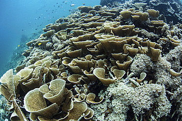 Fragile, foliose corals grow on a beautiful reef slope in Raja Ampat, Indonesia. This remote, equatorial region is known as the heart of the Coral Triangle. It is a popular destination for scuba divers and snorkelers.