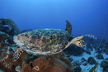 A hawksbill sea turtle swims over a coral reef in Palau. This is an endangered species often hunted for its shell and meat.