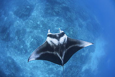 A large reef manta ray (Mobula alfredi) swims through clear water in Raja Ampat, Indonesia. This beautiful region is known as the heart of the Coral Triangle and is a popular destination for scuba divers and snorkelers.