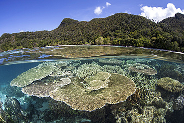 A beautiful coral reef grows near a set of limestone islands in Raja Ampat, Indonesia. This remote, equatorial region is known as the heart of the Coral Triangle. It is a popular destination for scuba divers and snorkelers.