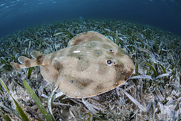 A Caribbean electric ray (Narcine bancroftii) lays on the sandy seafloor of Turneffe Atoll off the coast of Belize in the Caribbean Sea. This ray can generate strong electric discharges used to defend themselves or to stun prey.