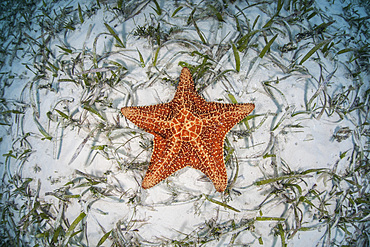 A West Indian starfish (Oreaster reticulatus) crawls slowly across a sand and seagrass seafloor in Turneffe Atoll, Belize. This part of Central America is well known for its clear waters and beautiful coral reefs.