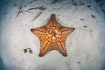 A West Indian starfish (Oreaster reticulatus) crawls slowly across a sand and seagrass seafloor in Turneffe Atoll, Belize. This part of Central America is well known for its clear waters and beautiful coral reefs.