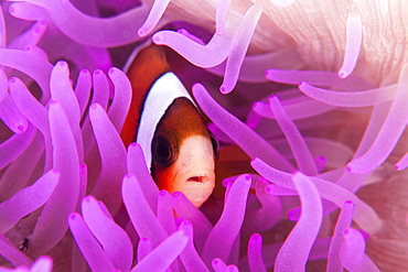 A Clark's anemonefish (Amphiprion clarkii) snuggles amongst its host's tentacles on a reef in Lembeh Strait, Indonesia.