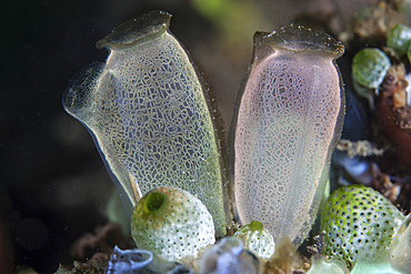 A pair of colorful tunicates grows on a reef in Lembeh Strait, Indonesia. This is a filter-feeding organism.