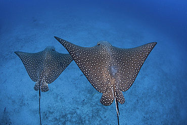 A pair of spotted eagle rays (Aetobatus narinari) swim over the deep, sandy seafloor near Cocos Island, Costa Rica. This remote, Pacific island is famous for its healthy fish and shark populations.