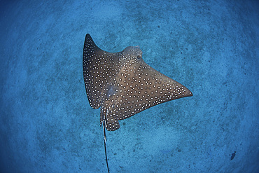 A spotted eagle ray (Aetobatus narinari) swims over the deep, sandy seafloor near Cocos Island, Costa Rica. This remote, Pacific island is famous for its healthy fish and shark populations.