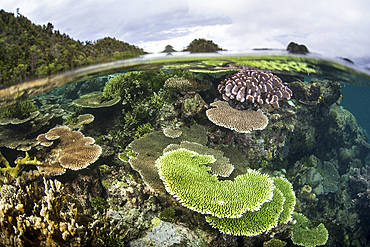 Reef-building corals thrive in shallow water in Raja Ampat, Indonesia. This remote region is known for its beautiful reefs and spectacular marine biodiversity.