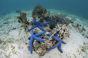 Blue starfish (Linckia laevigata) cling to a coral bommie in Indonesia. This species of seastar is common throughout the Indo-Pacific.