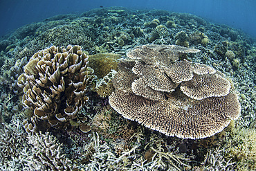 Delicate corals grow on a shallow reef near the island of Flores in Indonesia. This beautiful region is known for its spectacular reefs and high marine biodiversity.