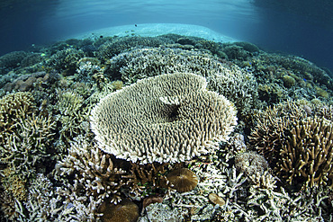 Corals grow on a shallow reef in Indonesia. This beautiful, tropical region is known for its spectacular reefs and high marine biodiversity.