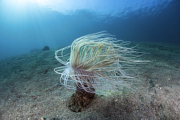 A tube anemone (Cerianthid sp.) feeds on planktonic organisms on a sand slope in Indonesia.