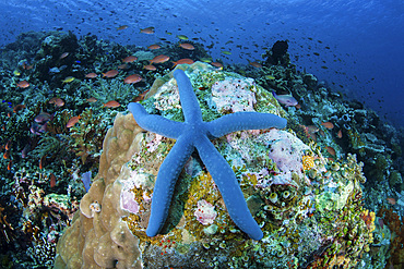 A blue starfish (Linckia laevigata) clings to a coral reef in Komodo National Park, Indonesia.