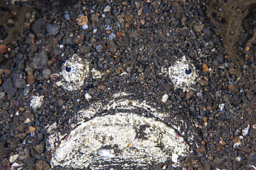 A venomous stonefish (Synanceia verrucosa) camouflages itself in sand in Komodo National Park, Indonesia. This tropical region in Indonesia is known for its spectacular coral reefs and high marine biodiversity.