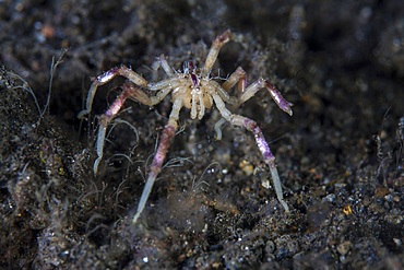 A pycnogonid, or sea spider, crawls along the mucky seafloor of Komodo National Park, Indonesia. This tropical region in Indonesia is known for its spectacular coral reefs and high marine biodiversity.